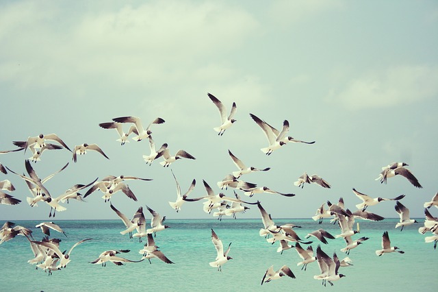 seagulls flying in flock above ocean