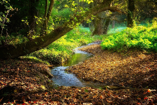 stream with trees